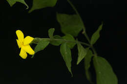 Plancia ëd Haplophyton cimicidum A. DC.