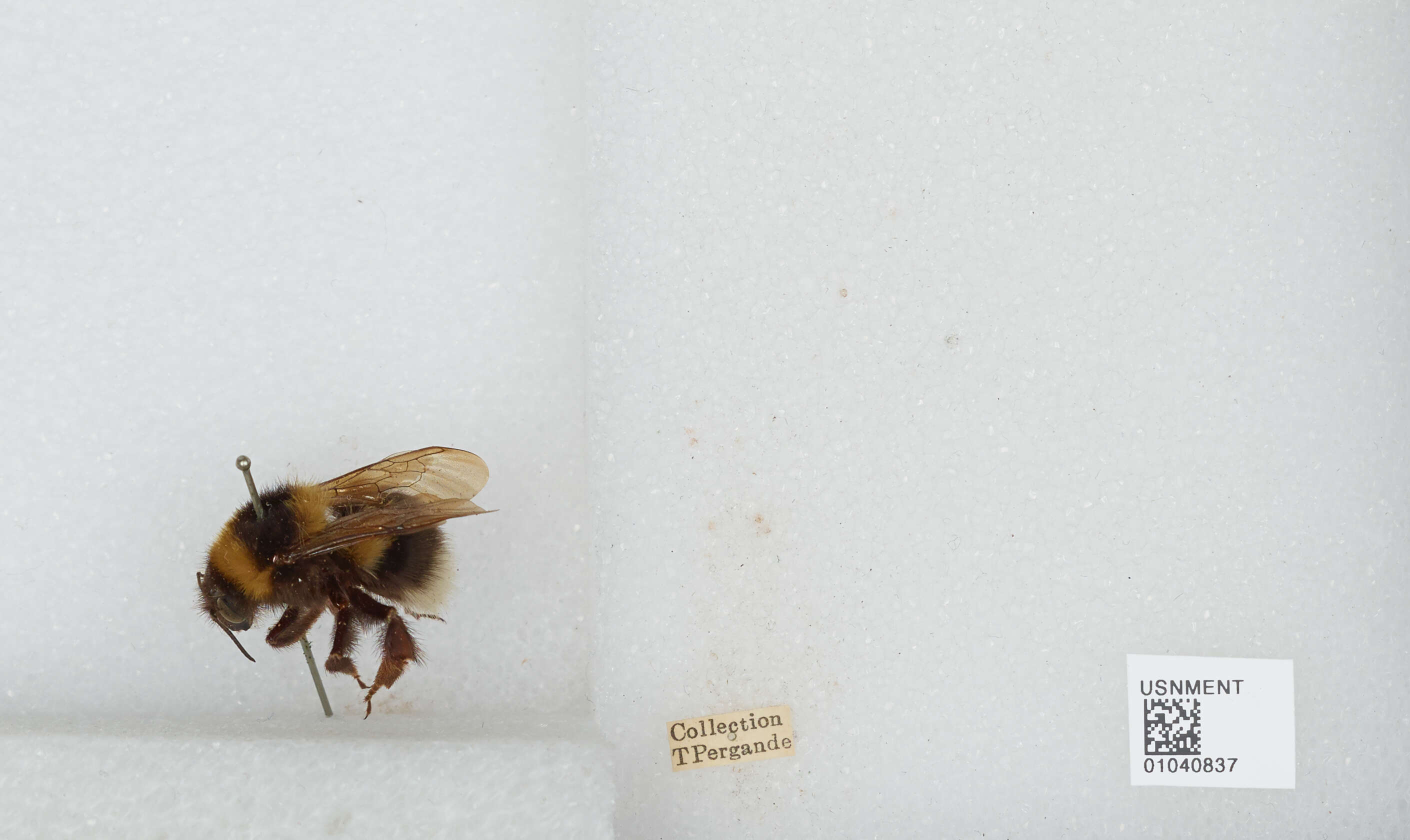 Image of Large garden bumblebee