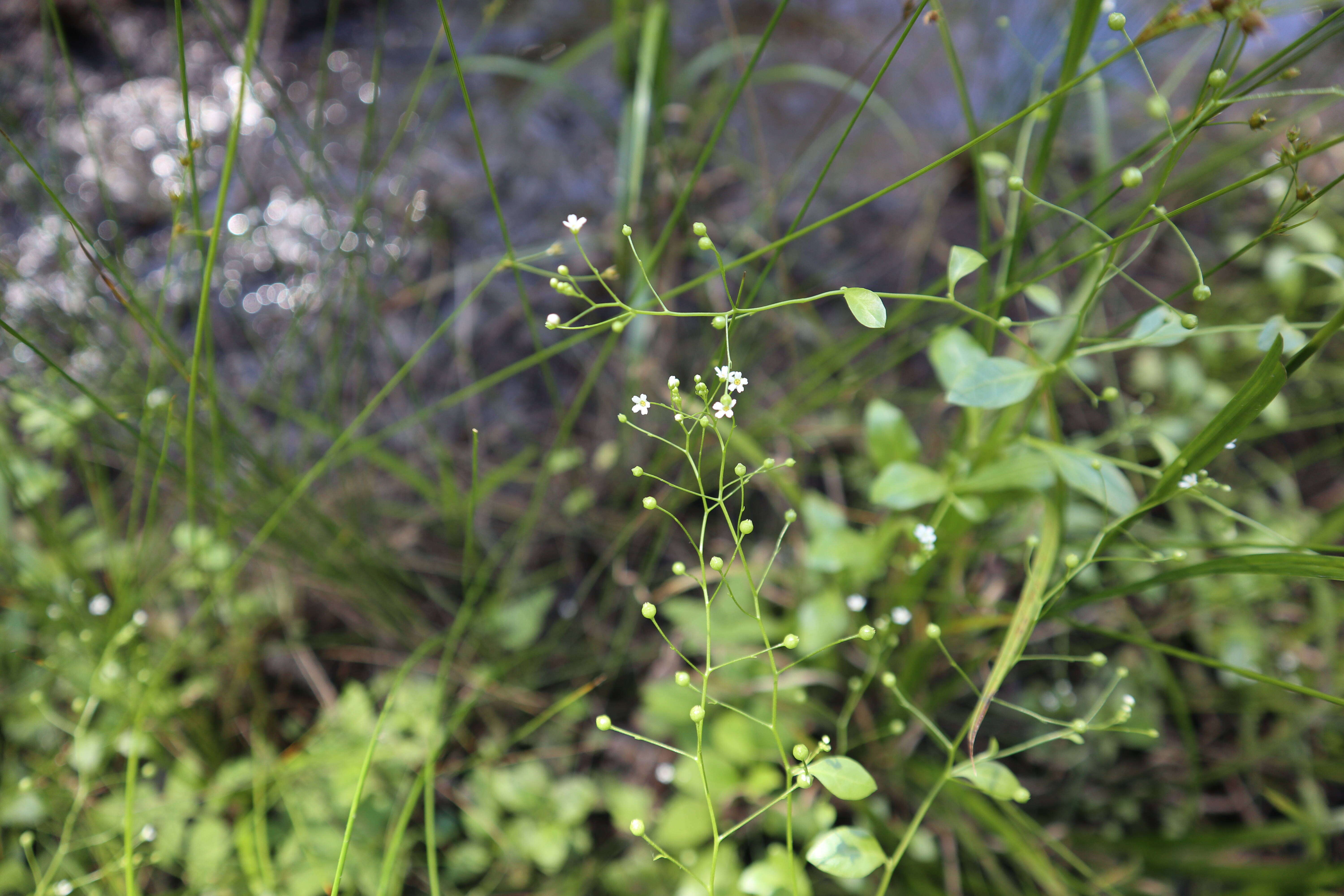 Image de Samolus valerandi subsp. parviflorus (Raf.) Hulten