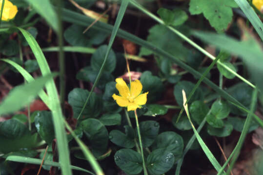 Image of creeping jenny