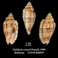 Image of Volutidae