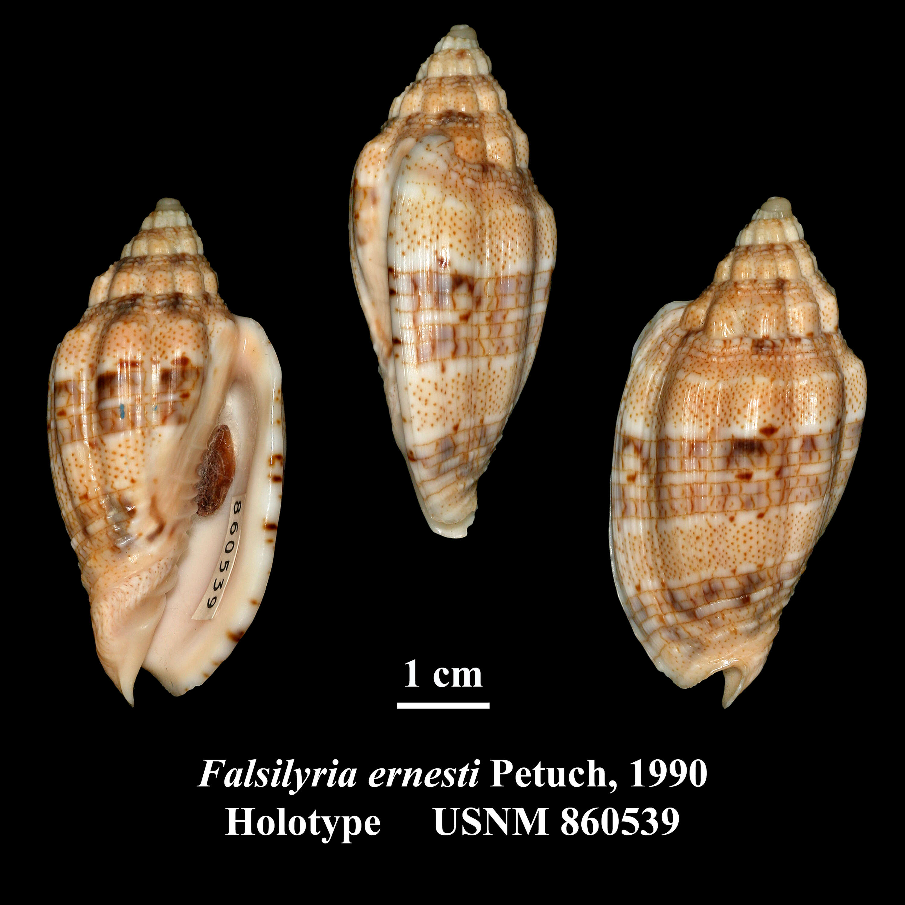 Image of Volutidae