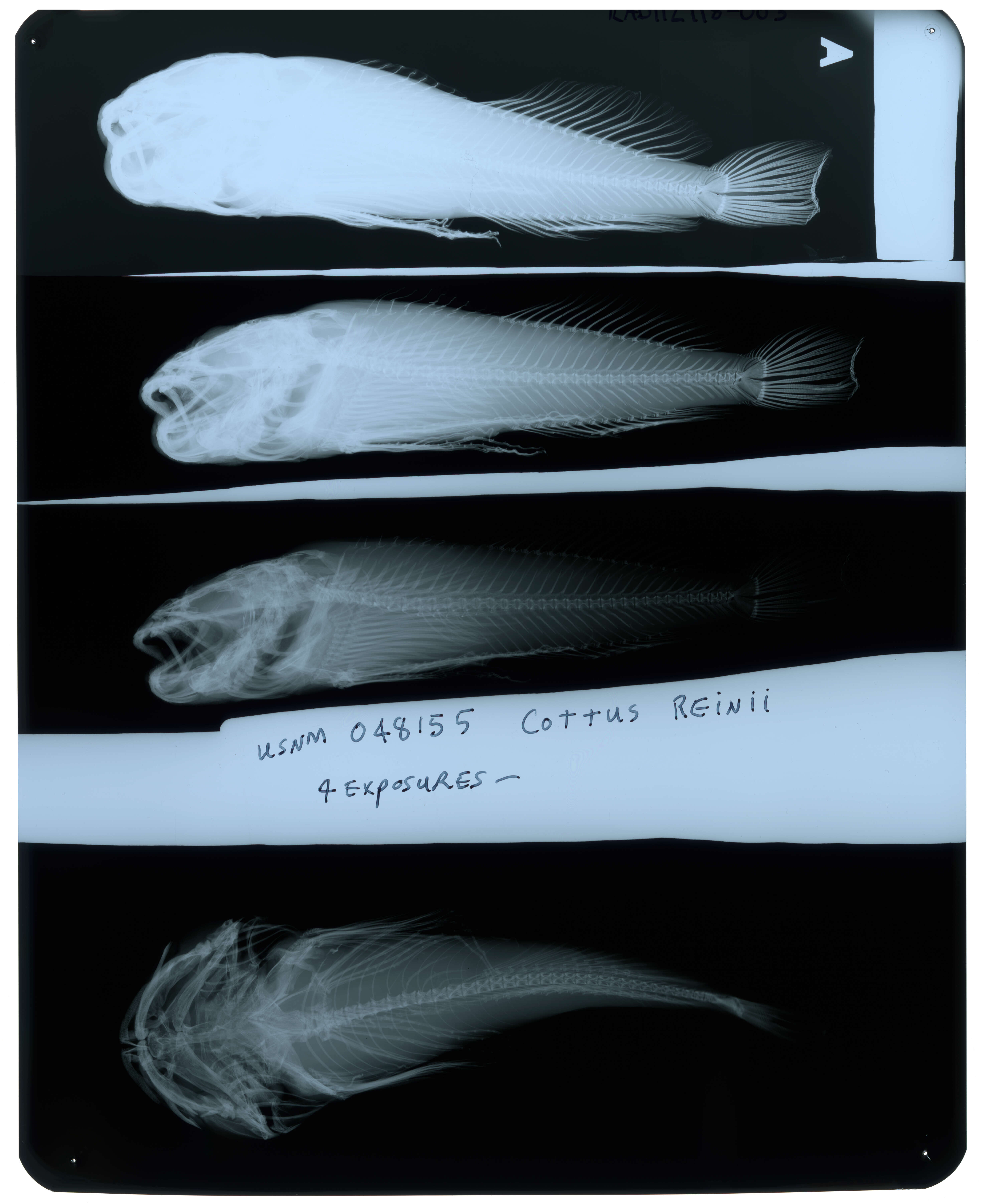 Image of Cottus reinii Hilgendorf 1879