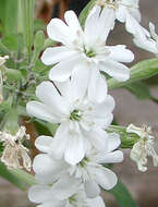 Image of cliffface catchfly