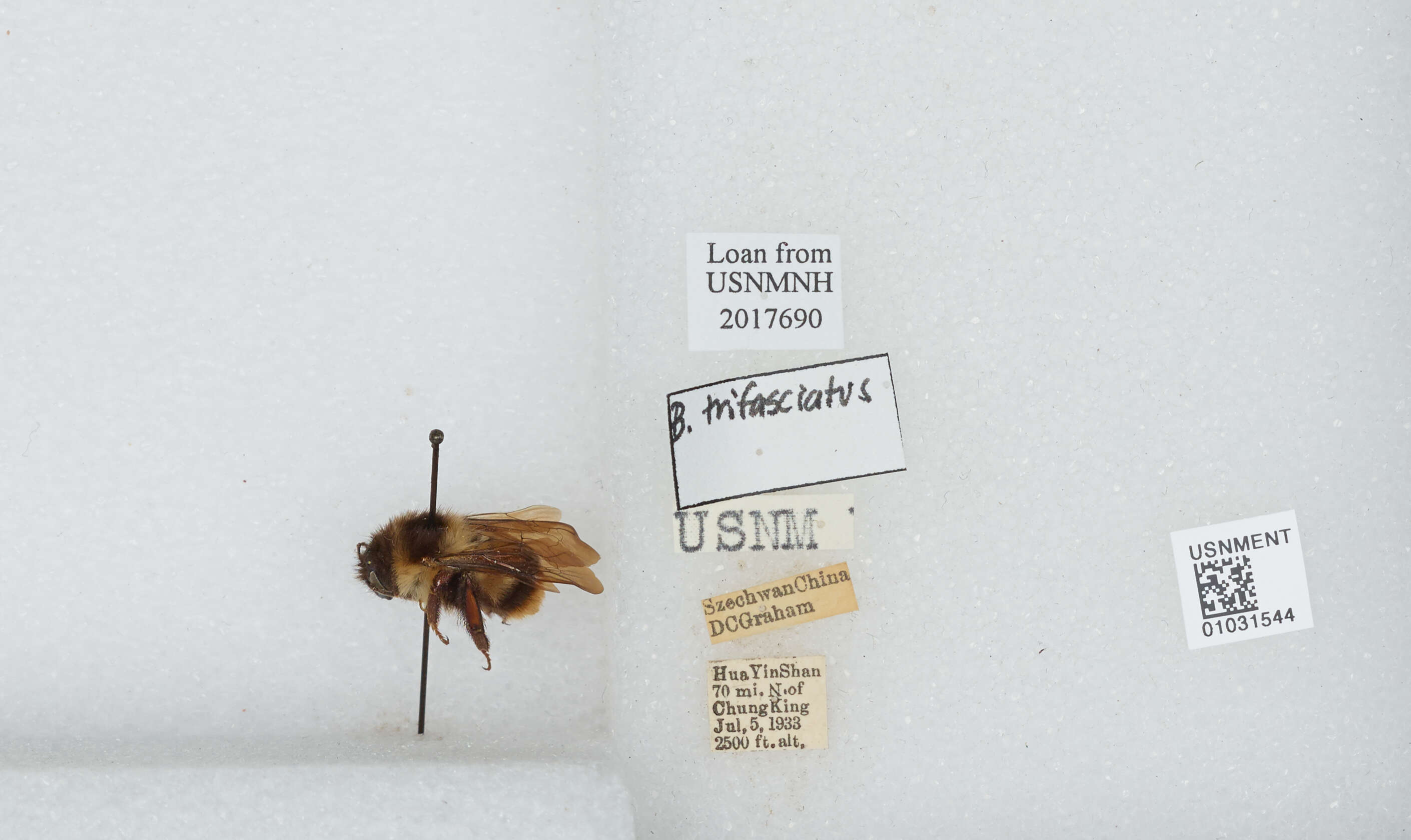 Image of Bombus trifasciatus Smith 1852