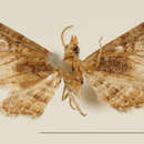 Image of Eupithecia derogata Schaus 1913