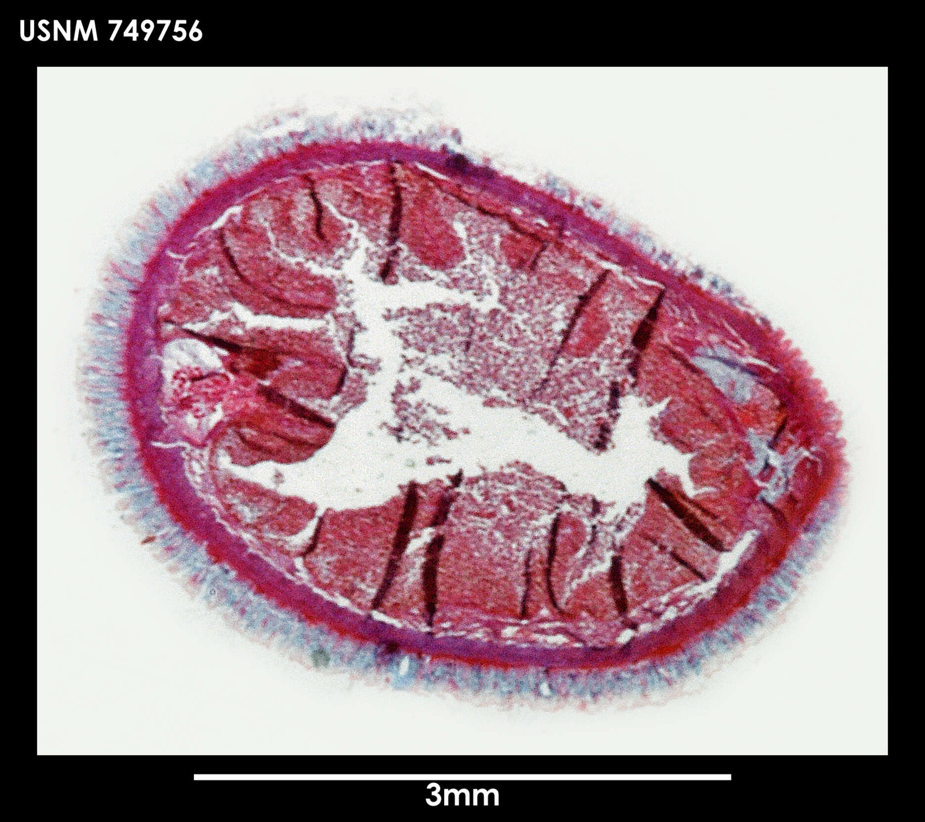 Image of Spengelomenia polypapillata Salvini-Plawen 1978