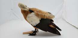 Image of Ruddy Shelduck