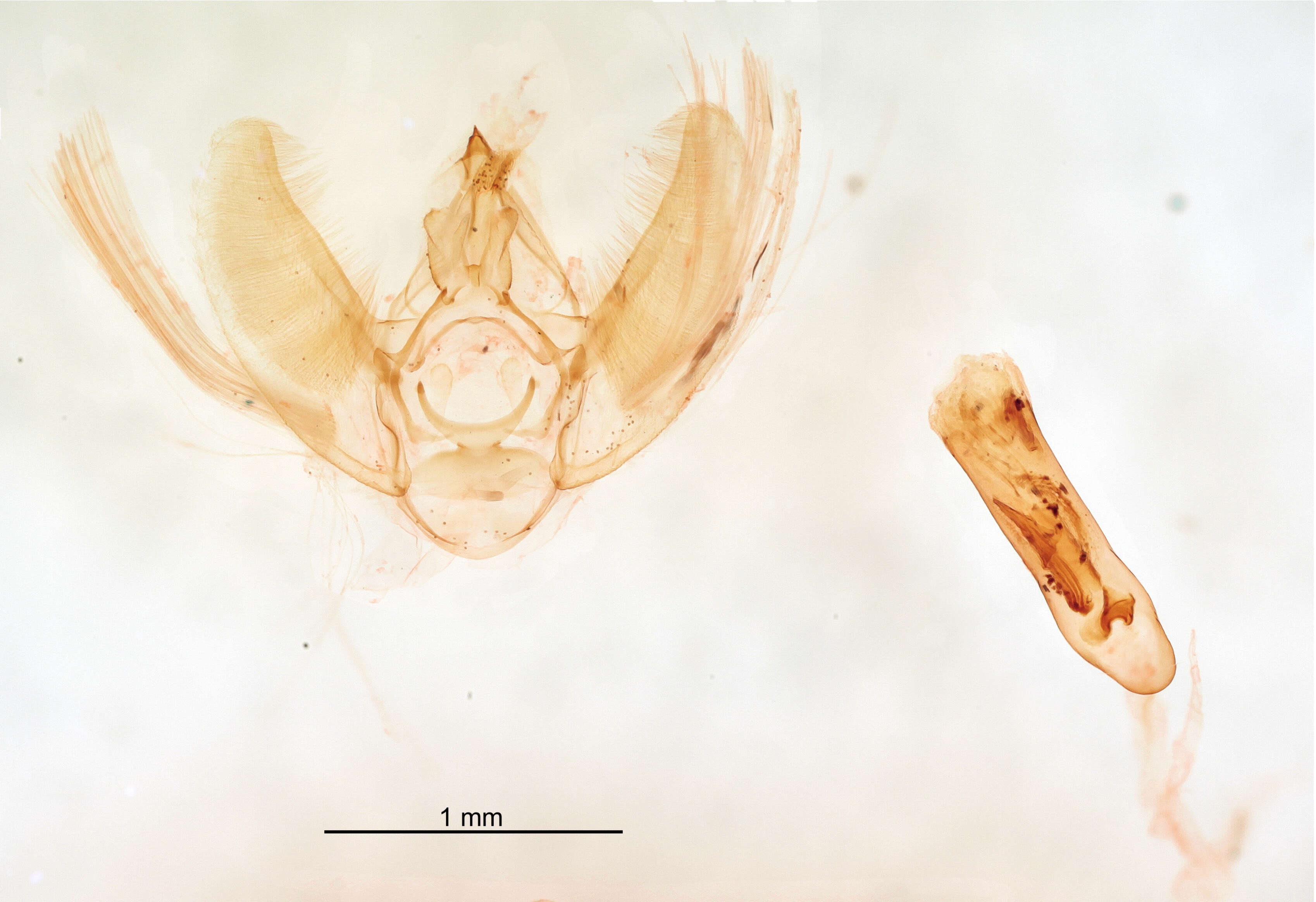 Plancia ëd Nasusina insipidata Pearsall 1910