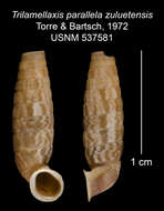 <i>Trilamellaxis parallela zuluetensis</i> Torre & Bartsch resmi