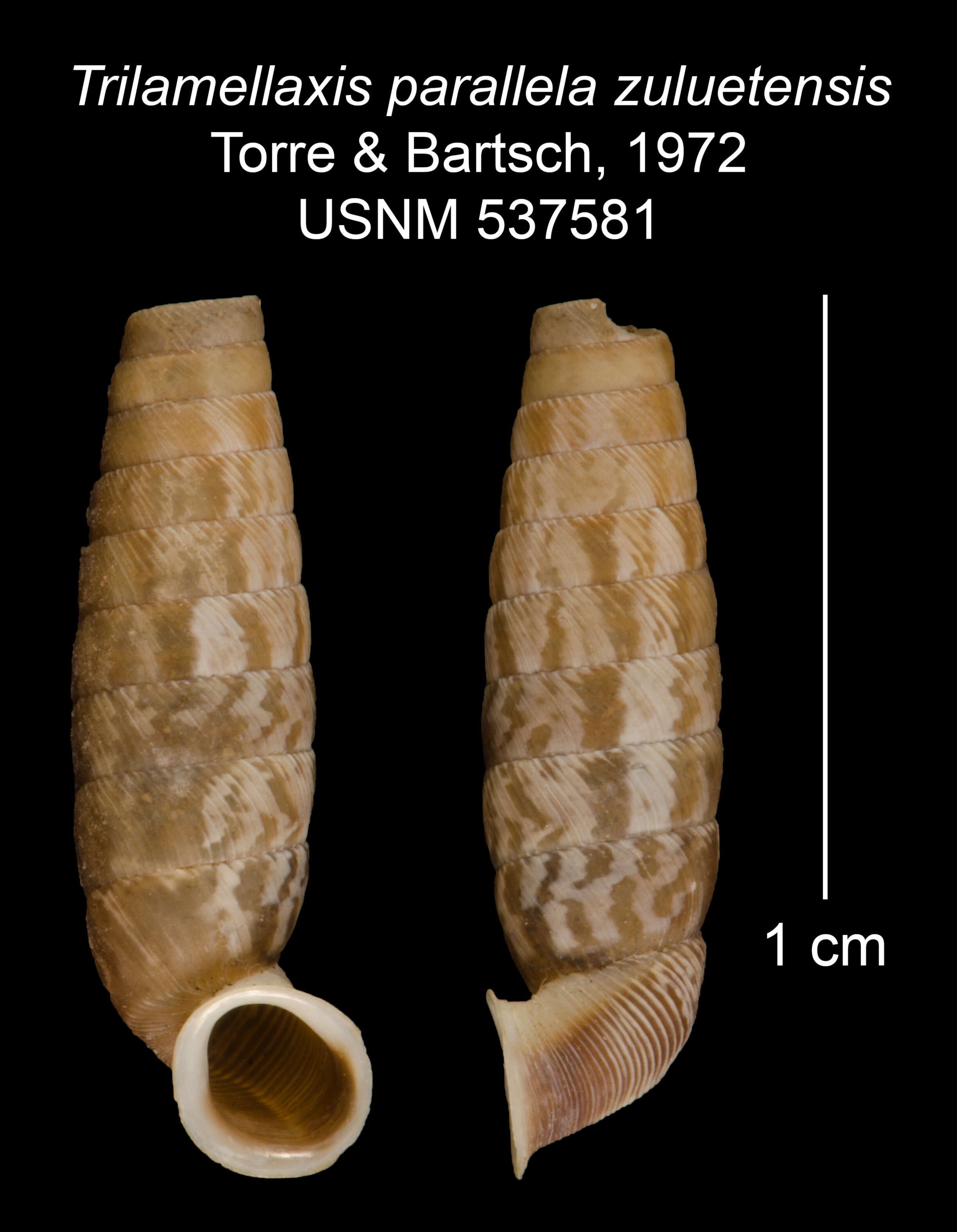 Imagem de <i>Trilamellaxis parallela zuluetensis</i> Torre & Bartsch