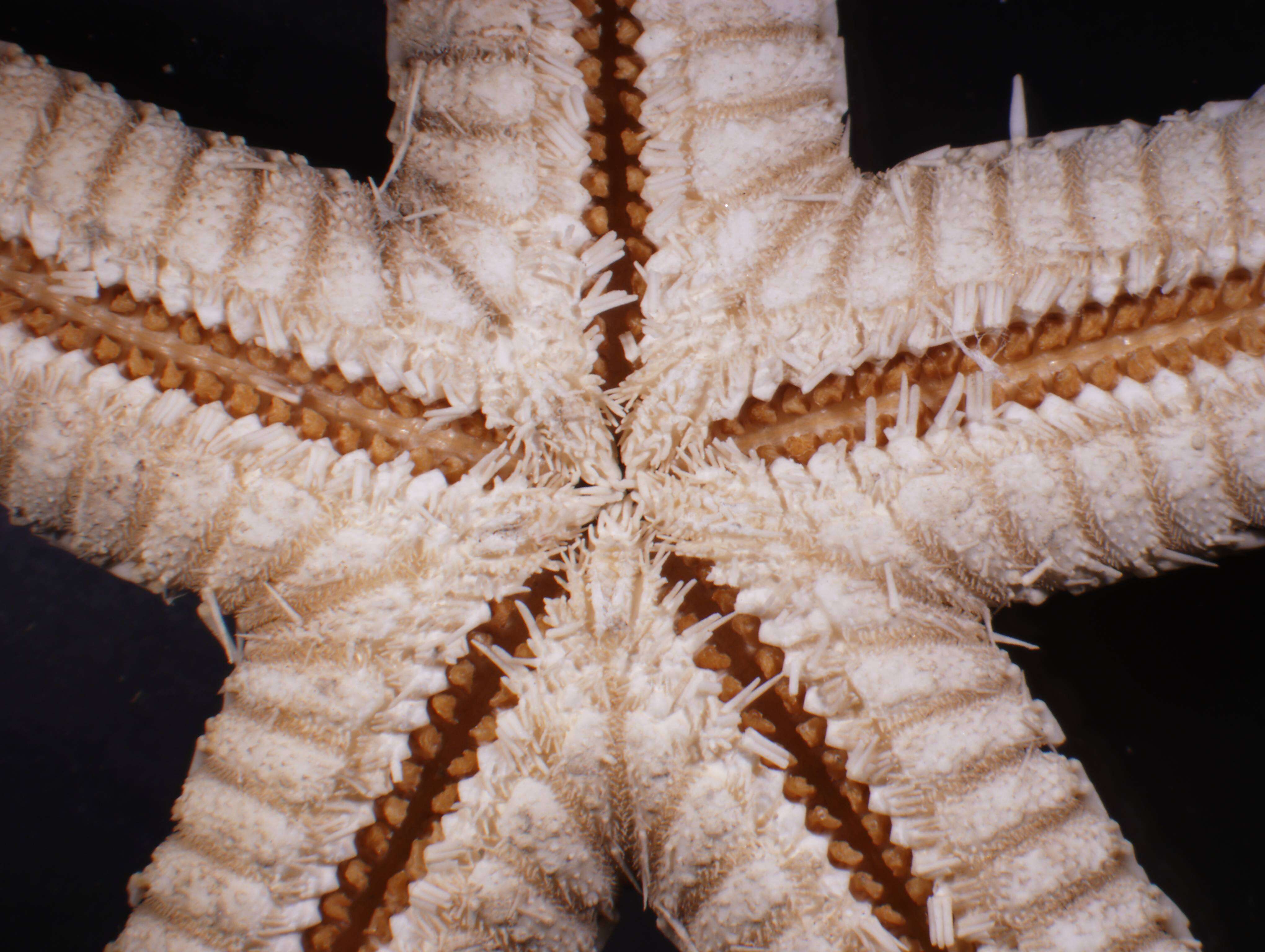 Image of Astropecten karankawai Lawrence et al. 2018