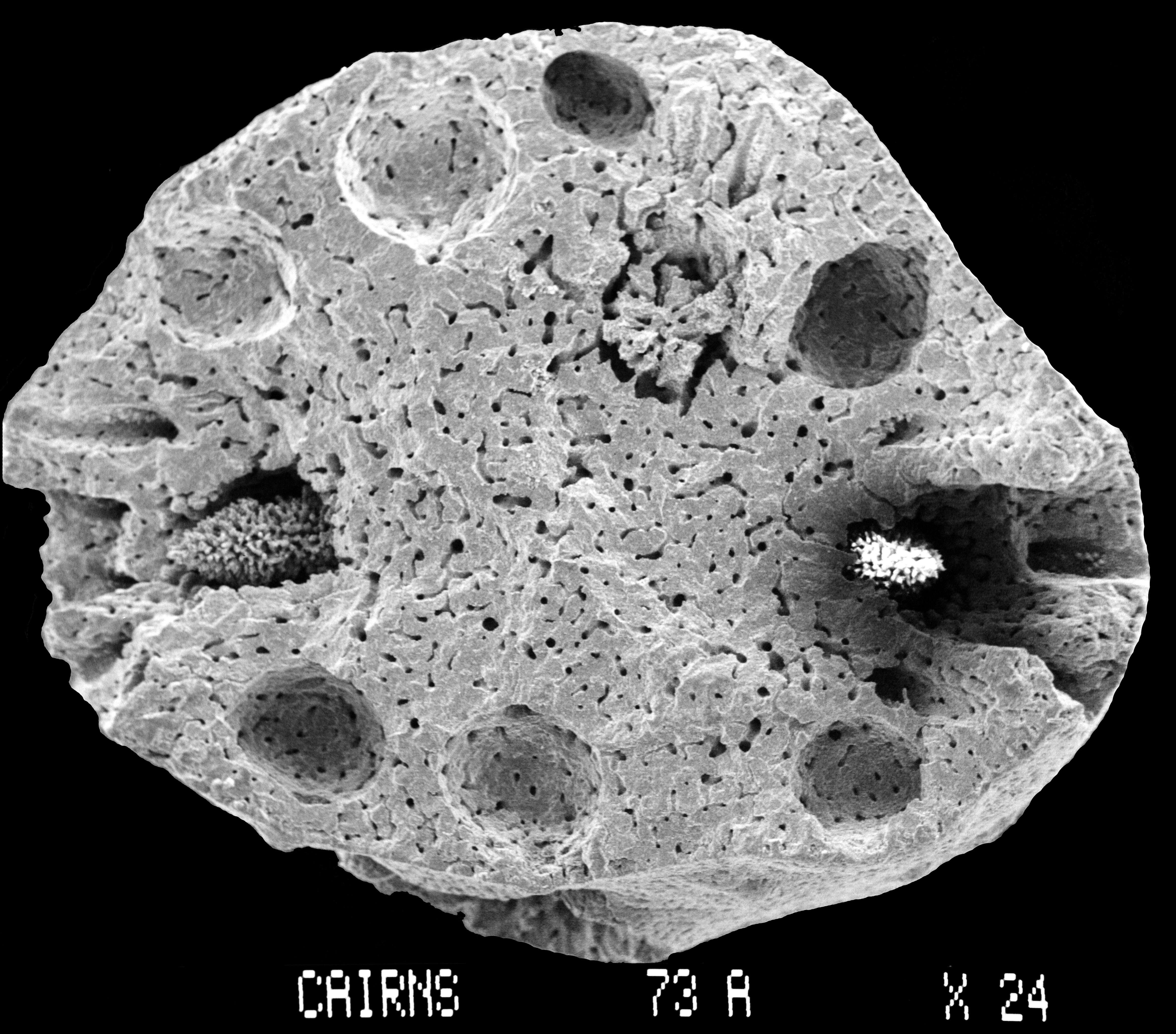Image of Stylaster robustus (Cairns 1983)