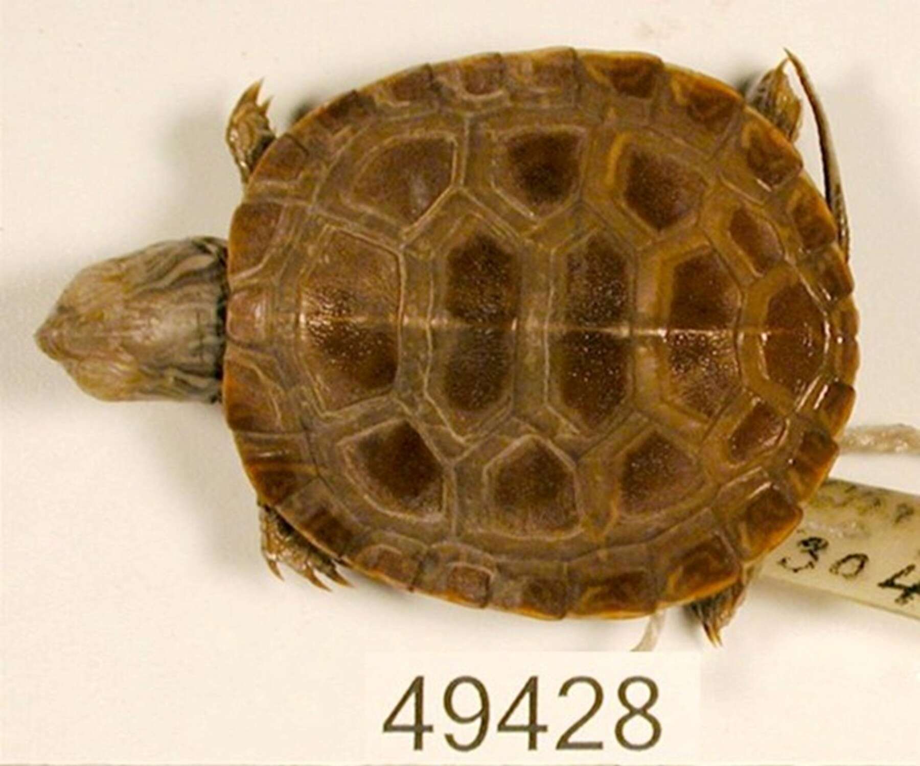 Image of Chrysemys picta bellii (Gray 1831)