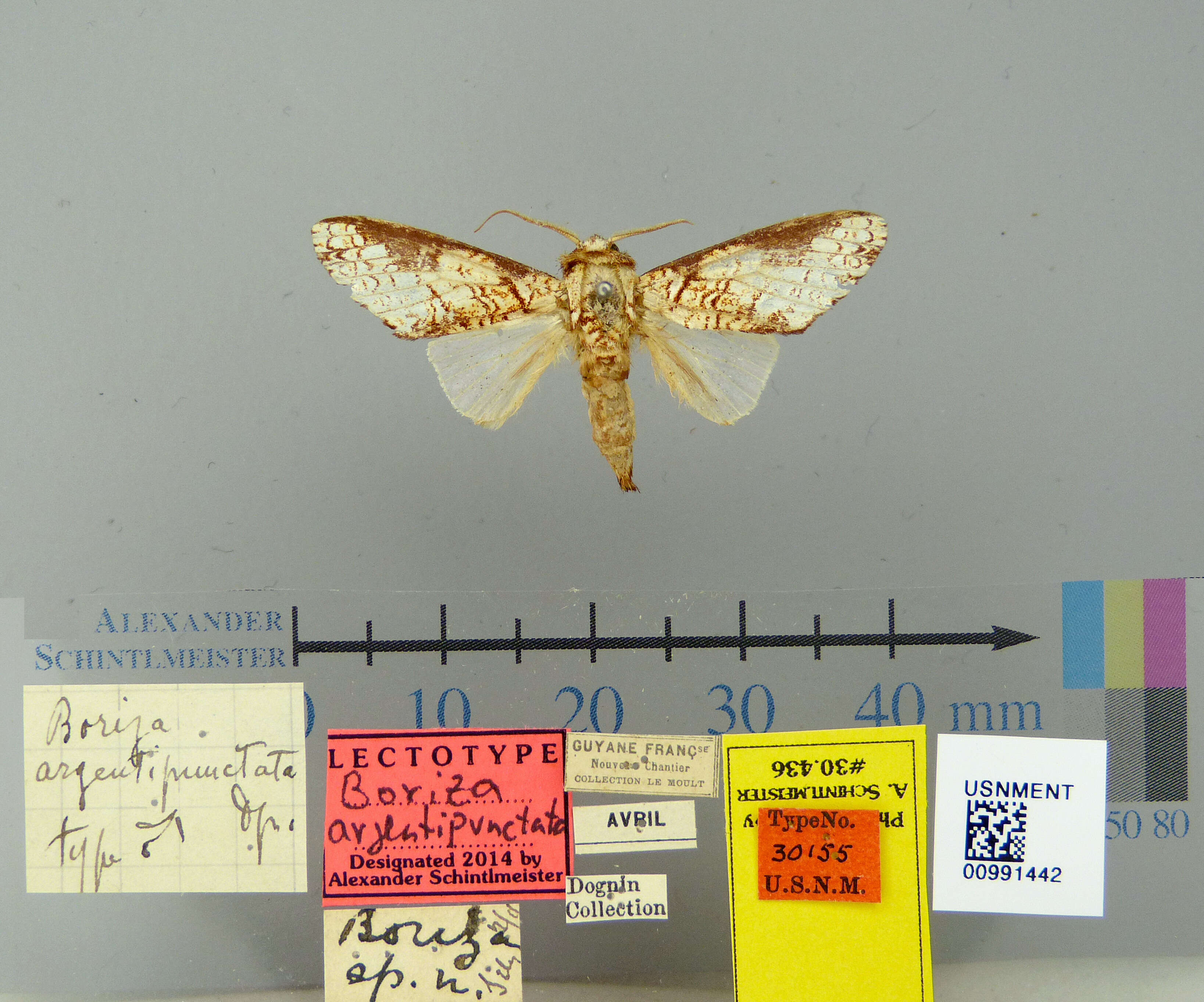 Image of Boriza argentipunctata Dognin 1911