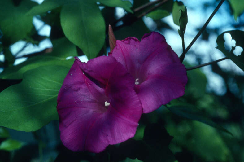 Sivun Ipomoea indica var. acuminata (Vahl) Fosberg kuva