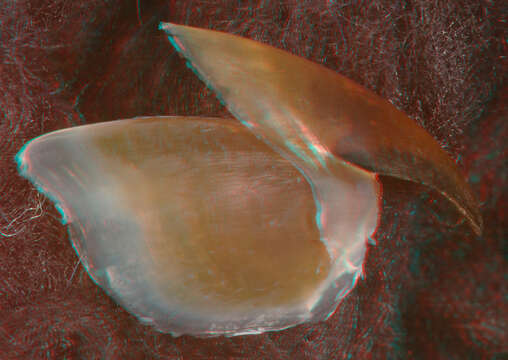 Image of Atlantic bird squid