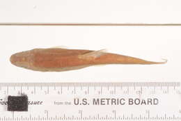 Image of Rio Grande sucker