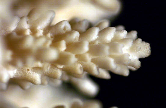 Image of Staghorn coral