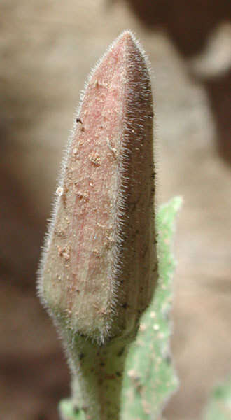 Imagem de Oenothera cespitosa subsp. marginata (Nutt. ex Hook. & Arn.) Munz