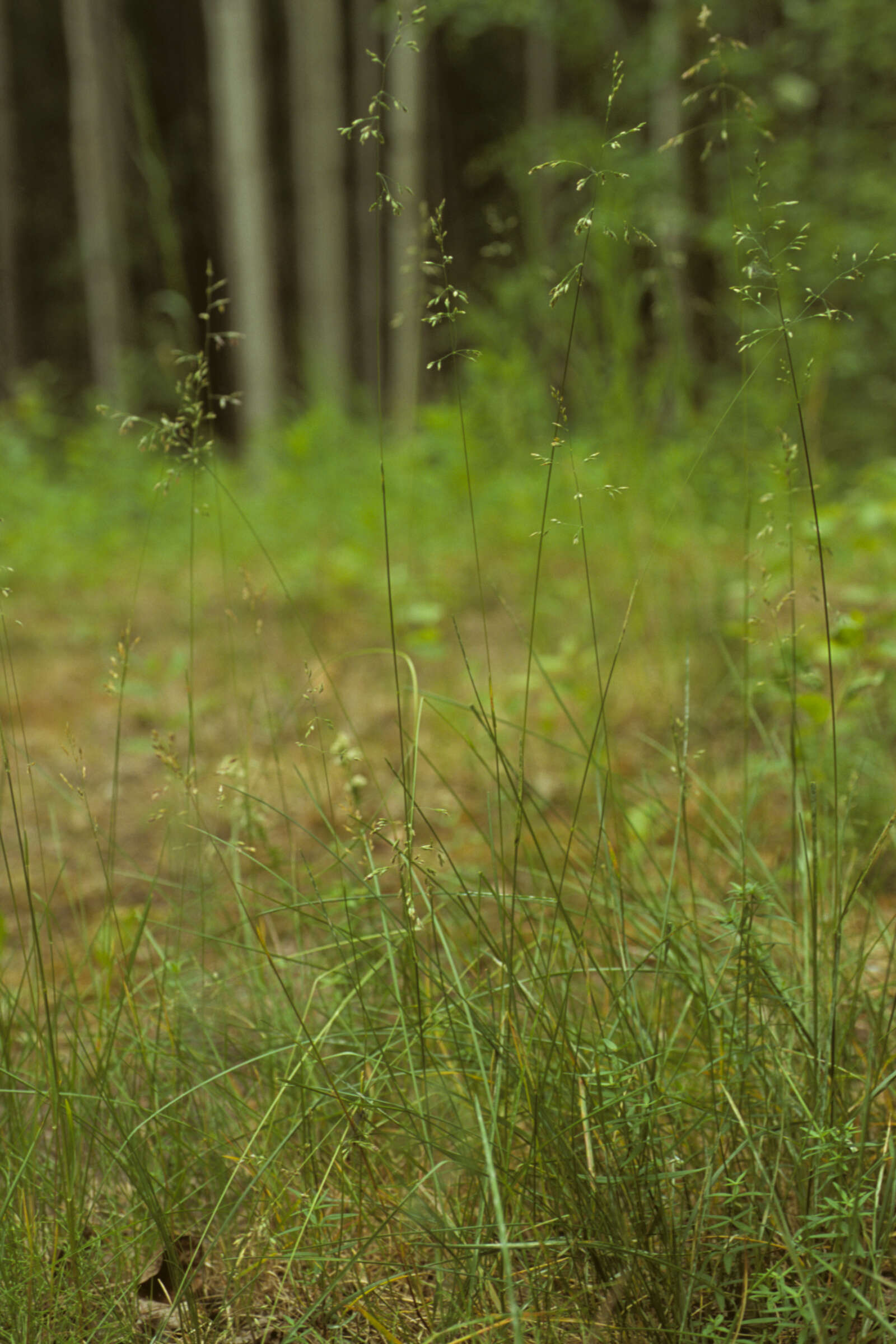 Image of Kentucky bluegrass