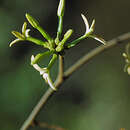 Sivun Pacouria guianensis Aubl. kuva