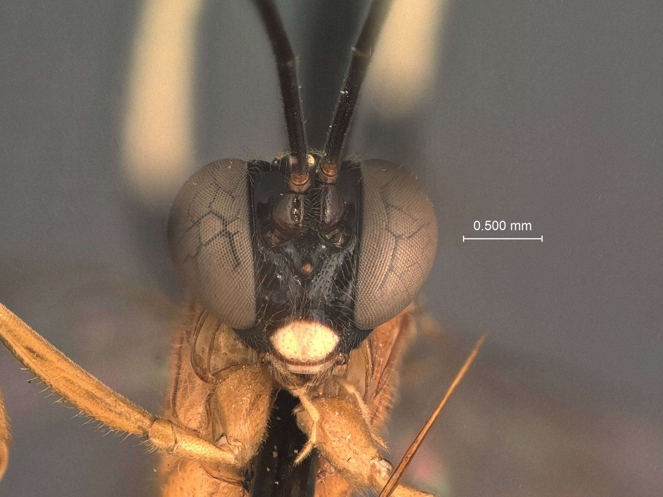 Image of Polycyrtus boliviensis Cushman 1931