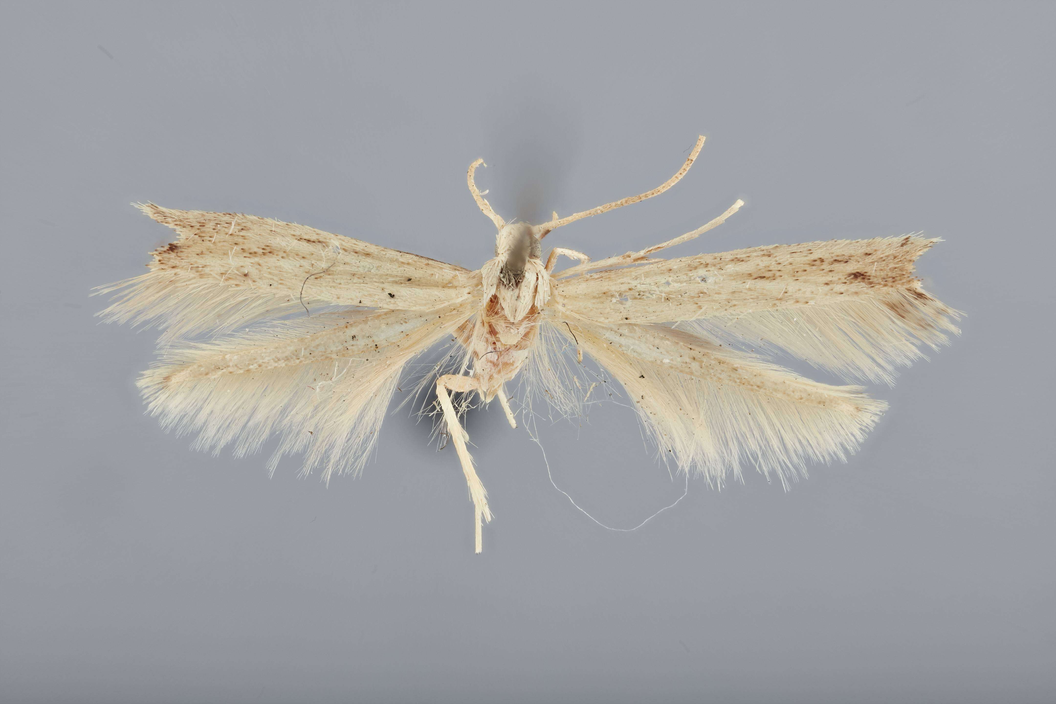 Image of Batrachedra trichella Busck