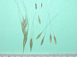 Image of tall bearded fescue