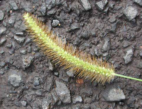 Image de Setaria parviflora (Poir.) Kerguélen