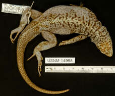 Microlophus pacificus (Steindachner 1876) resmi