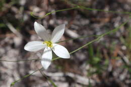 Image of shortleaf rose gentian