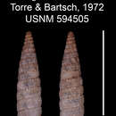 Image of Johaniceramus longus lescaensis C. Torre & Bartsch 1972