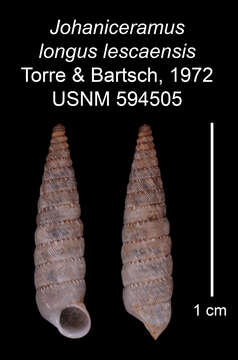 Image de Johaniceramus longus lescaensis C. Torre & Bartsch 1972