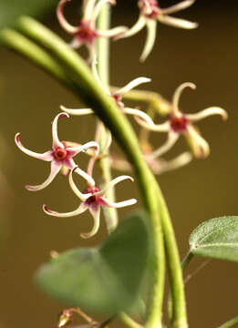 Tassadia berteroanum (Spreng.) W. D. Stevens的圖片