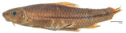 Image of Lobocheilos delacouri (Pellegrin & Fang 1940)