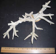 Image of Staghorn Coral