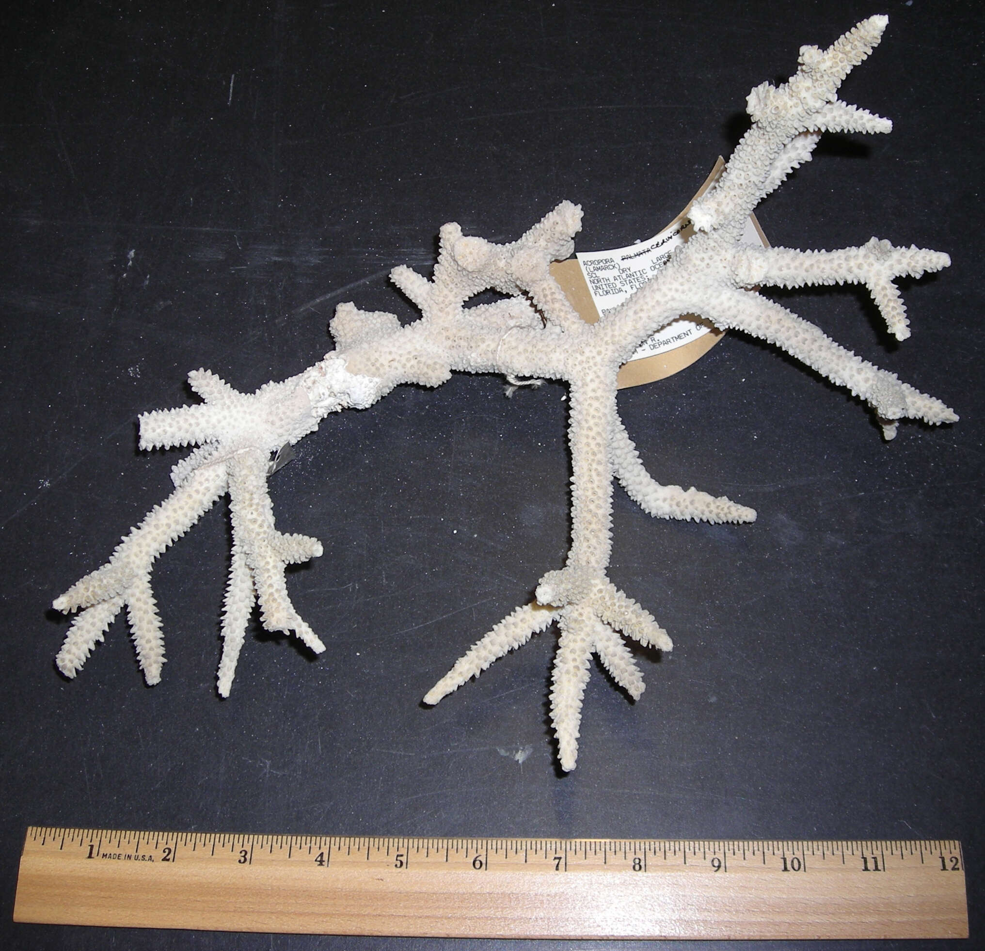 Image of Staghorn Coral