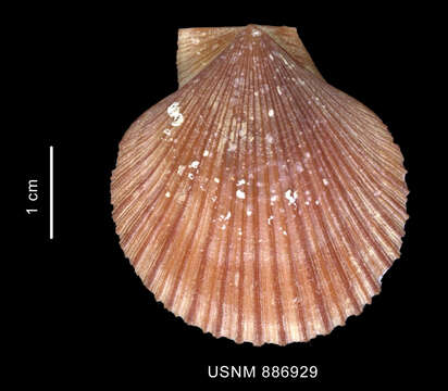 Image of Chlamys patagonica (King & Broderip 1832)