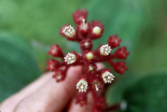 Image de Miconia foveolata Cogn.