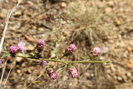 Слика од Liatris aspera Michx.