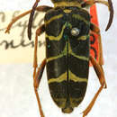 Image of Clytopsis dimidiaticornis (Chevrolat 1860)