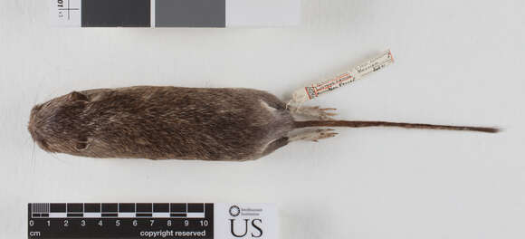 Image of <i>Liomys irroratus alleni</i> (Coues 1881)