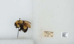 Слика од Bombus affinis Cresson 1864