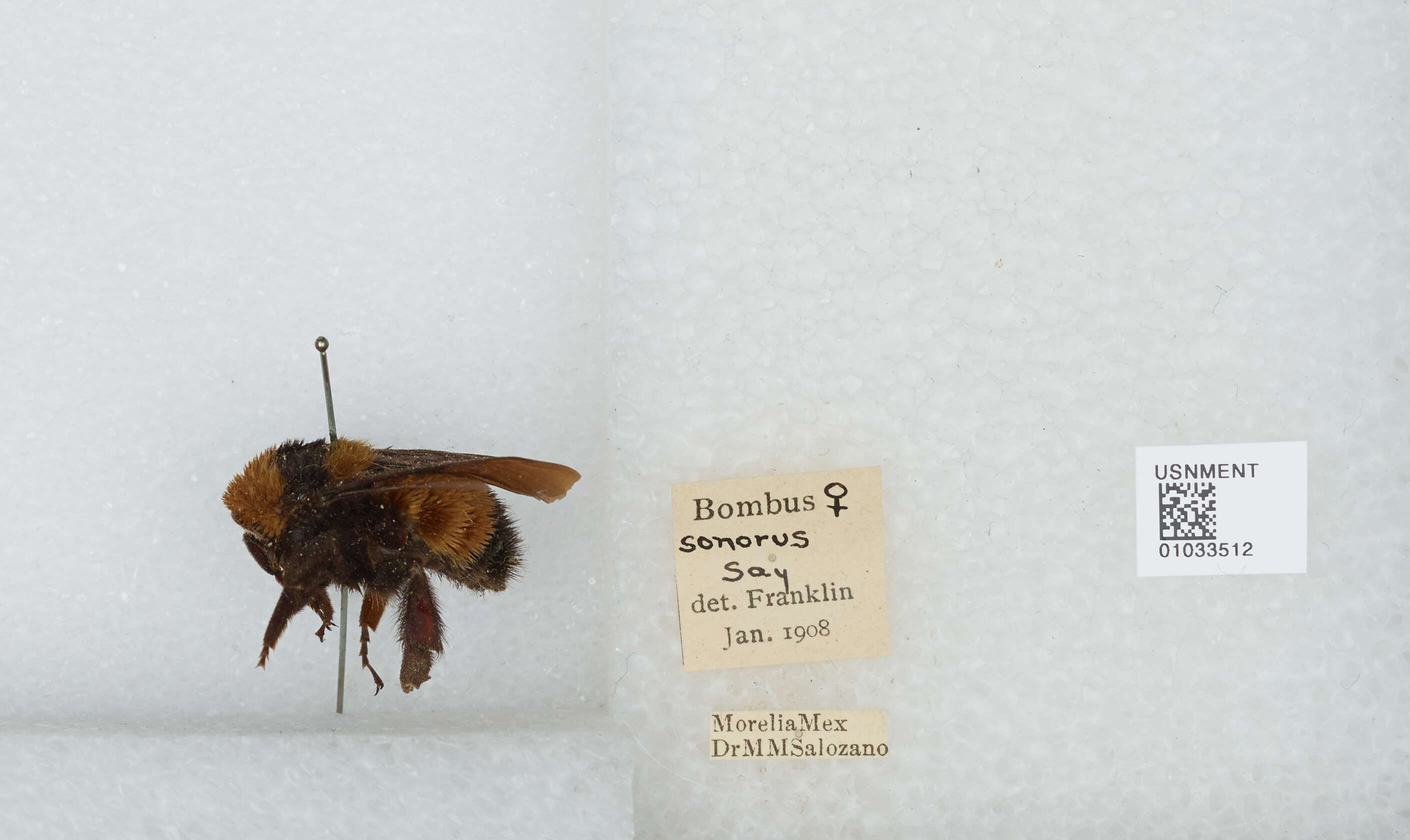 Слика од Bombus sonorus Say 1837