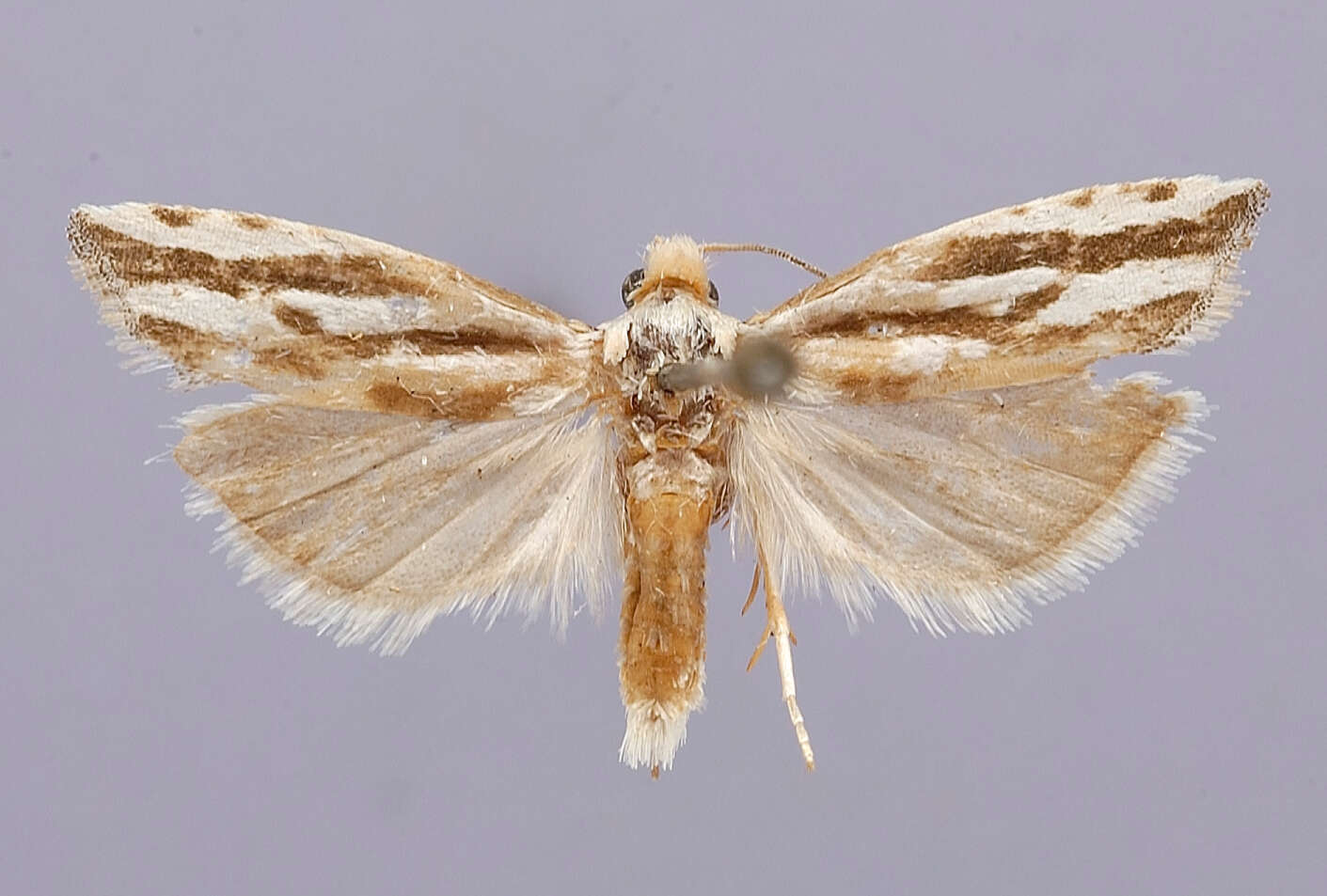 Image of Eucosma lathami Forbes 1937