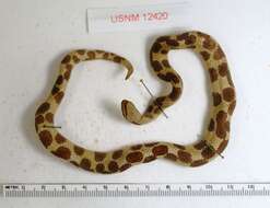 Image of Wright's Dwarf Boa