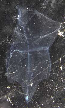 Image of Halistemma transliratum Pugh & Youngbluth 1988