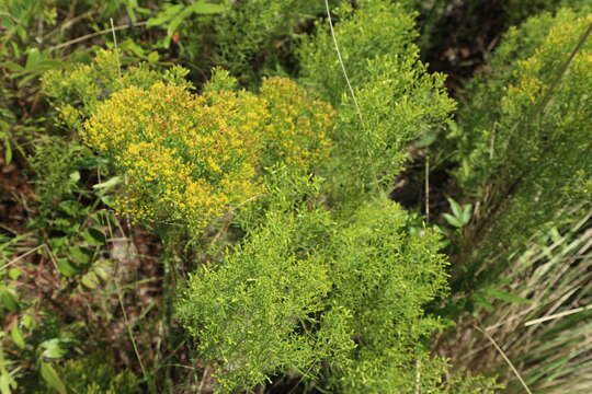 Image de Euthamia caroliniana (L.) Greene ex Porter & Britt.