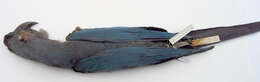Image of Glaucous Macaw